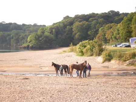 Horse on the beach